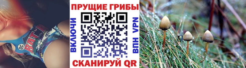 Псилоцибиновые грибы Psilocybine cubensis  закладка  Сим 